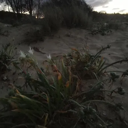 Lily - 408a 索佐波尔