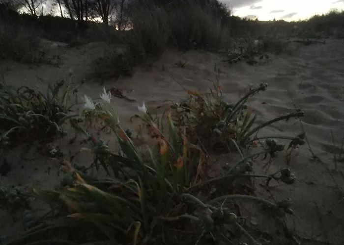 Lily - 408a Созопол